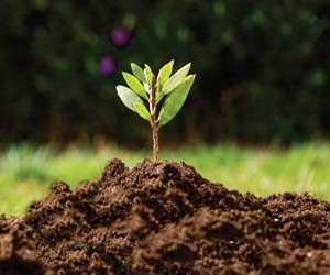 Humus de lombriz ¿Cuáles son sus beneficios?